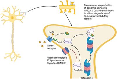 The proteasome: A key modulator of nervous system function, brain aging, and neurodegenerative disease